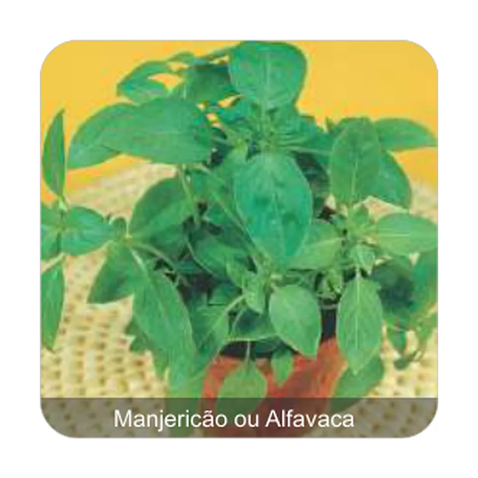 Manjericão ou Alfavaca Manjericão ou Alfavaca