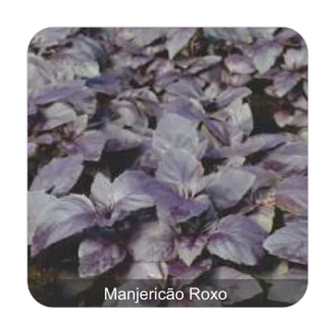 Manjericão Roxo Manjericão Roxo