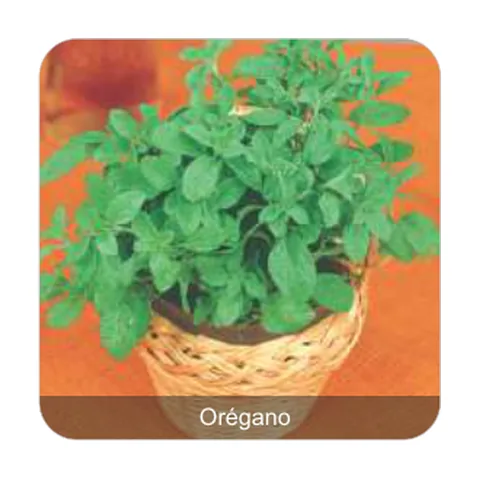 Orégano Orégano
