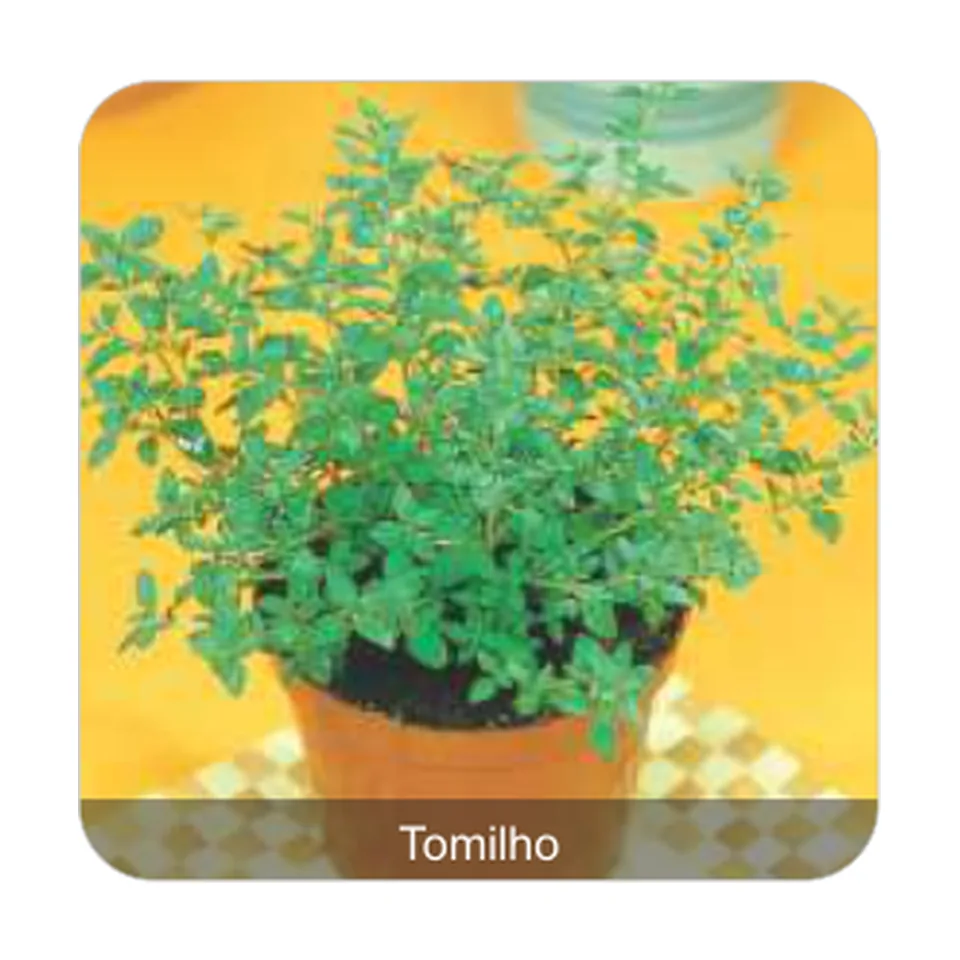 Tomilho Tomilho