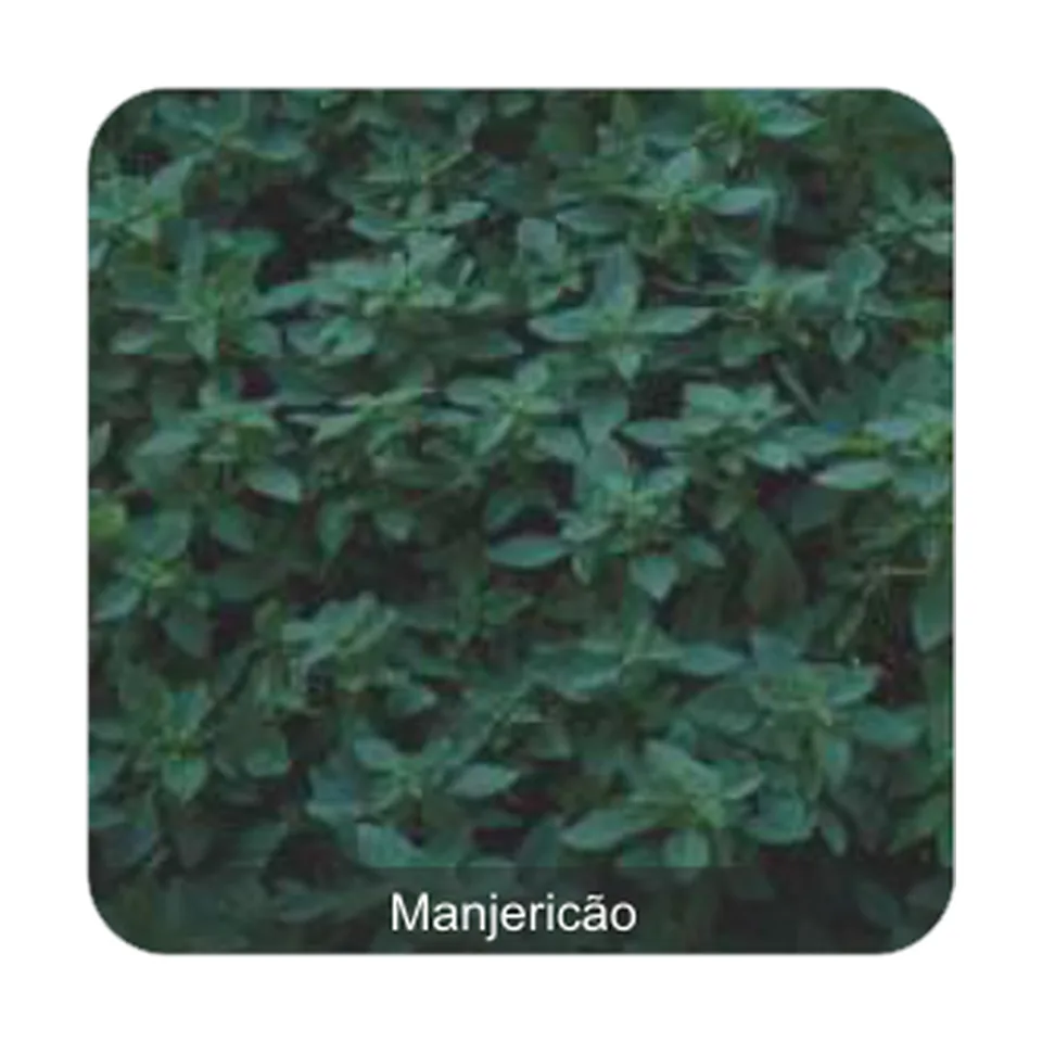 Manjericão Fino Francês Manjericão