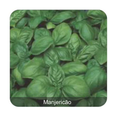 Manjericão Fragranza Manjericão
