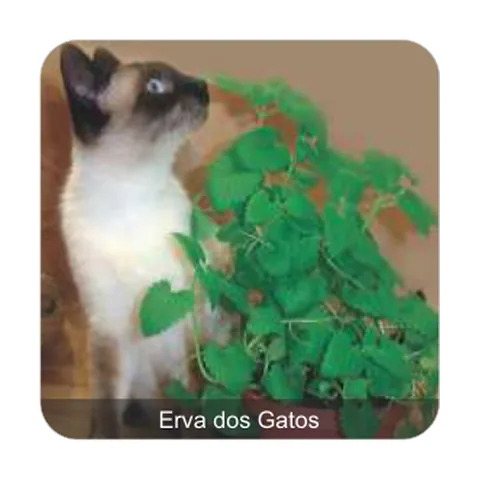 Erva dos Gatos Erva dos Gatos