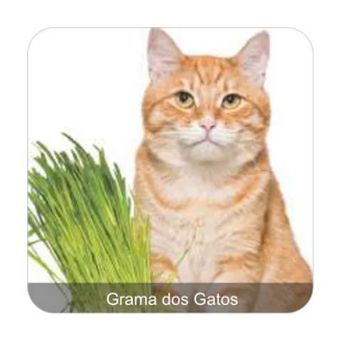 Grama dos Gatos Grama dos Gatos