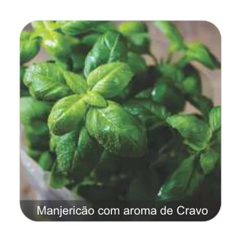 Manjericão Sabory Manjericão com aroma de Cravo