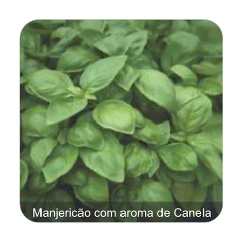 Manjericão Dotto Manjericão com aroma de Canela