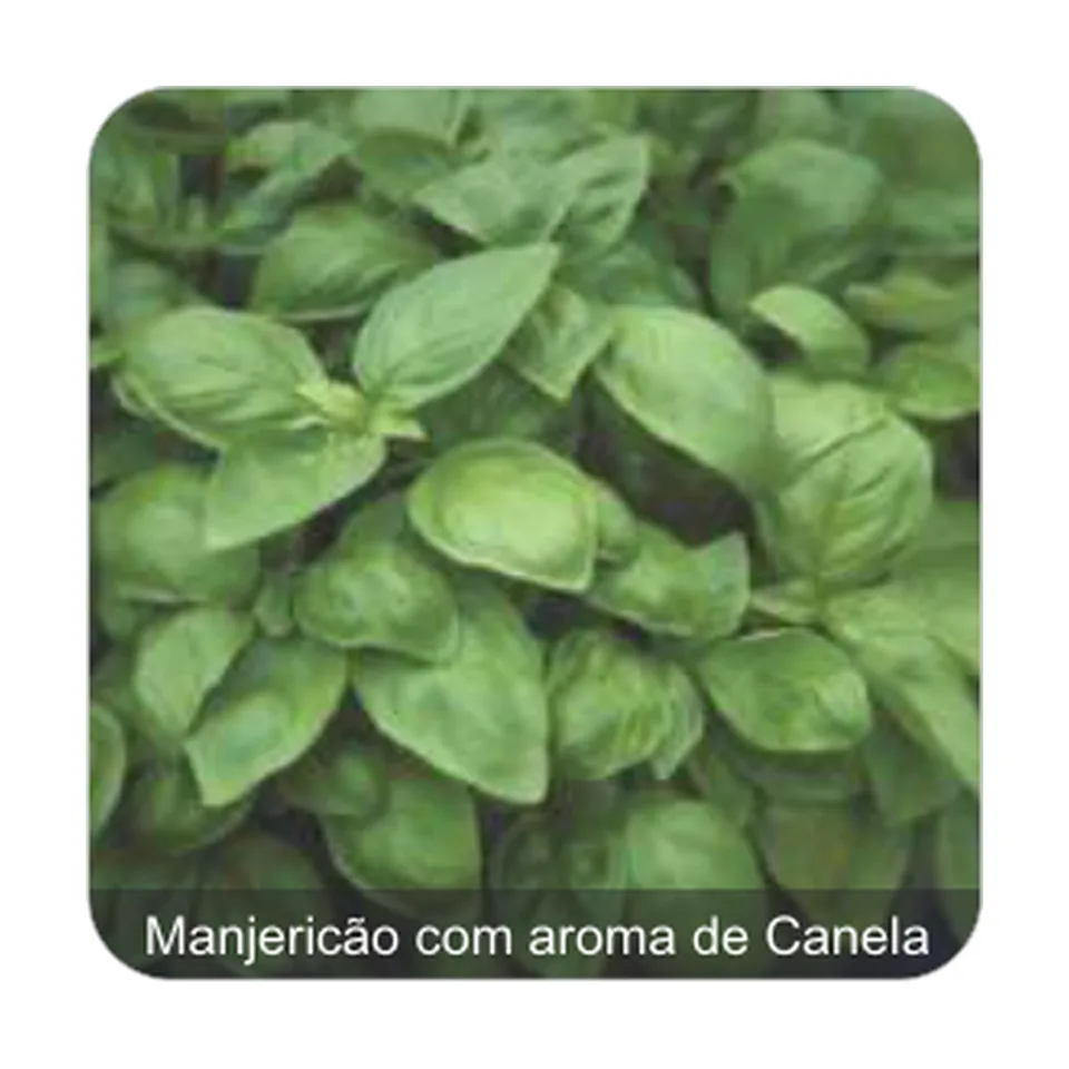 Manjericão Dotto Manjericão com aroma de Canela