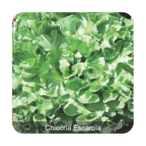 Chicória Barbarella Chicória Escarola