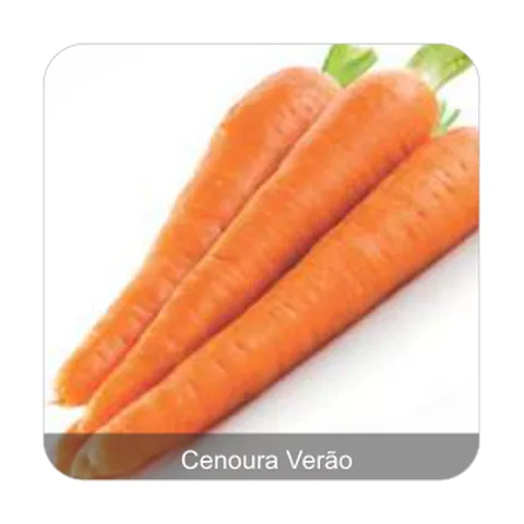 Cenoura Brasília Irecê Cenoura Verão