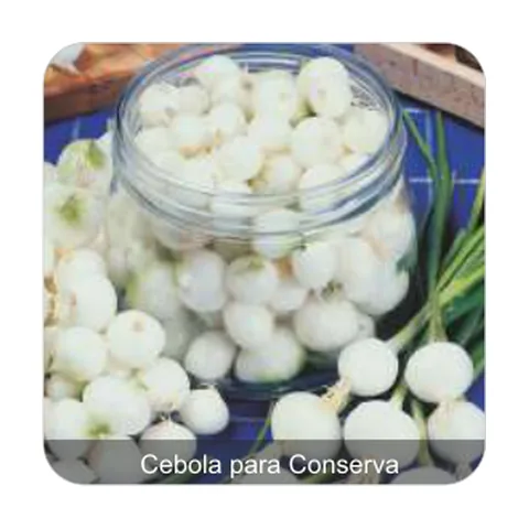 Cebola Para Conserva Cebola para Conserva