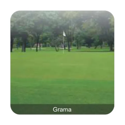 Grama Bermuda Grama