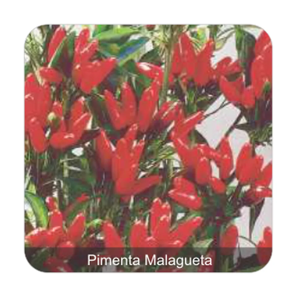 Pimenta Vulcão Pimenta Malagueta Grau de Picância - Alta