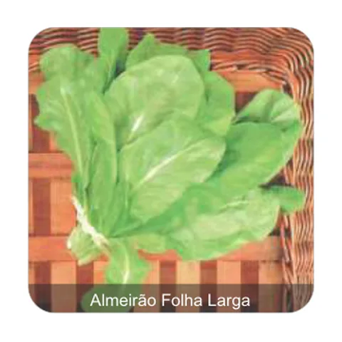 Almeirão Mogi Dobrado Folha Larga Almeirão Folha Larga