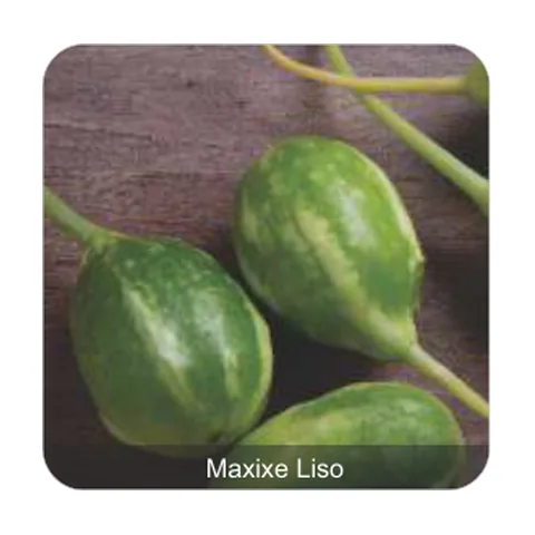 Maxixe Liso Calcutá Maxixe Liso