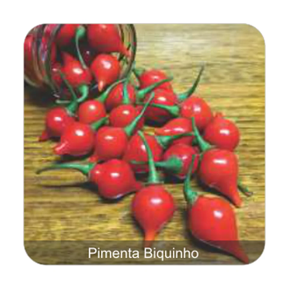 Pimenta Bico Pimenta Biquinho Sem Picância