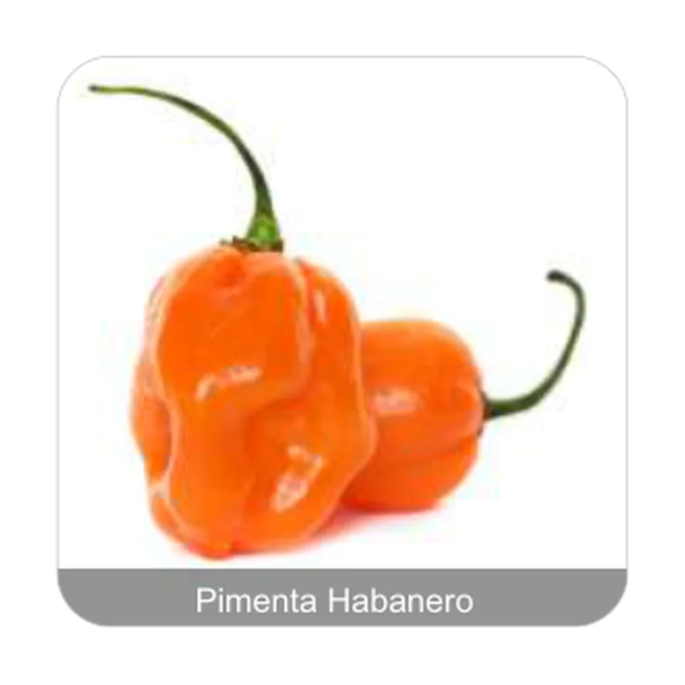 Pimenta Miguelita Pimenta Habanero Grau de Picância - Muito Alta