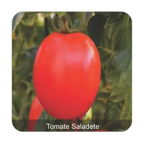Tomate Bartô Tomate Saladete