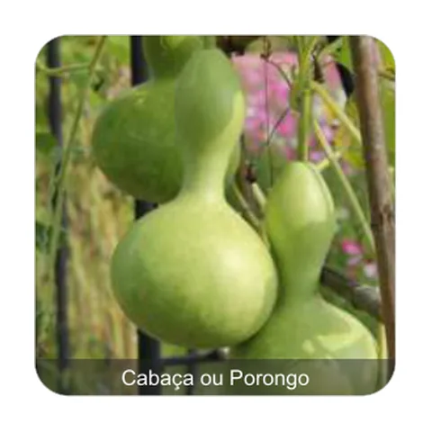 Cabaça Silueta Cabaça ou Porongo
