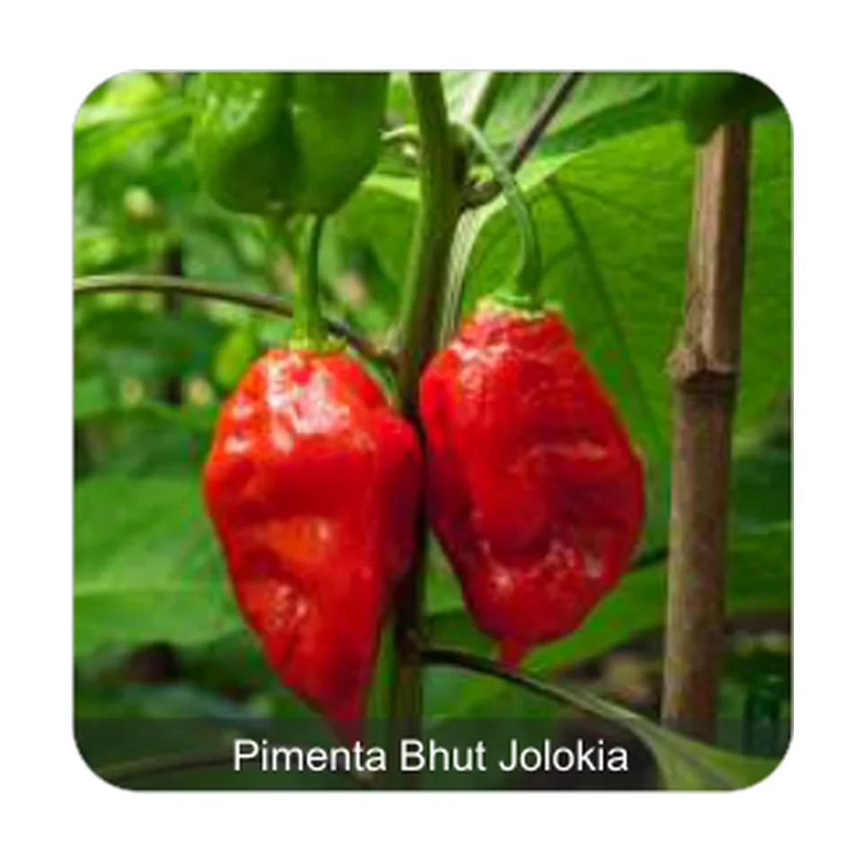 Pimenta Cascavel Pimenta Bhut Jolokia Grau de Picância - Muito Alta