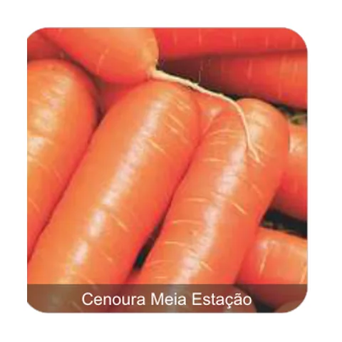 Cenoura Roterdã Cenoura Redonda