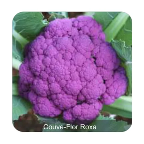 Couve-Flor Filipinas Couve-Flor Roxa