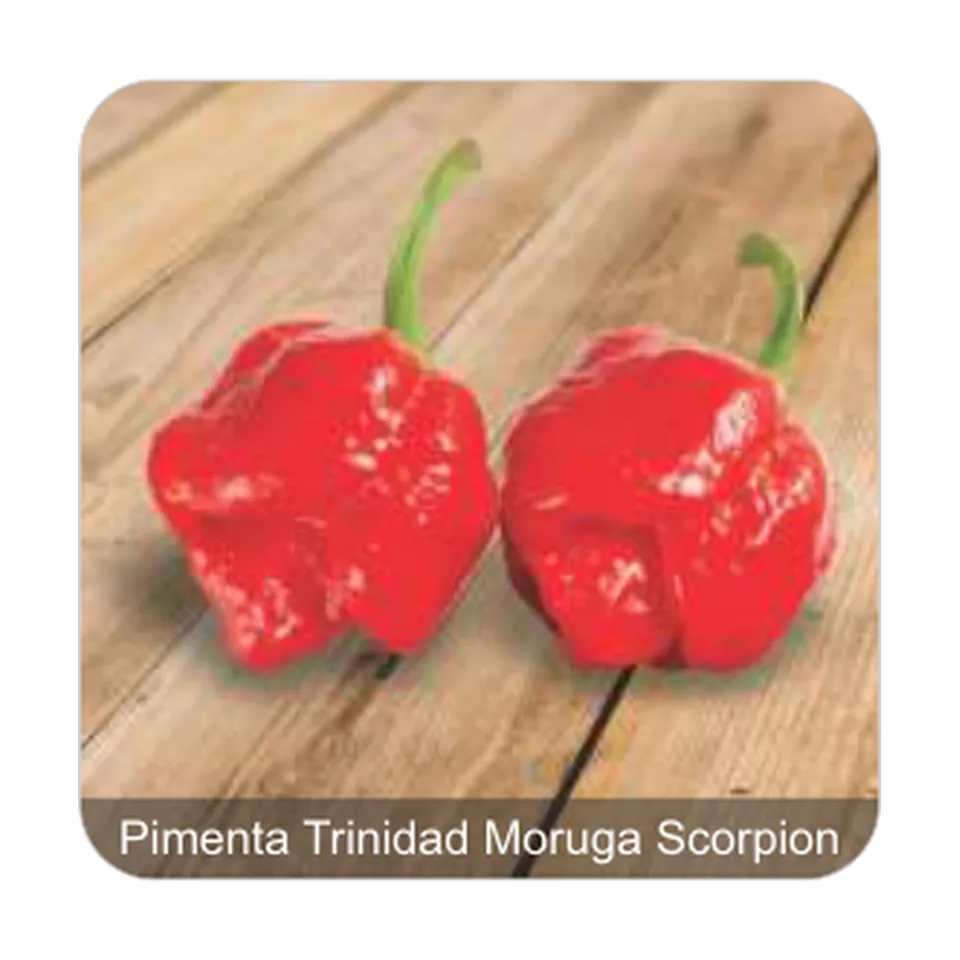 Pimenta Dandara Pimenta Trinidad Moruga Scorpion Grau de Picância - Muito Alta