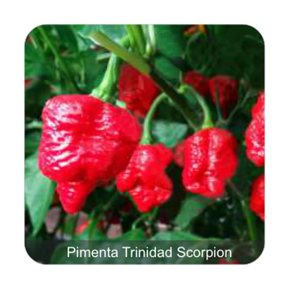 Pimenta Cowboy Pimenta Trinidad Scorpion Grau de Picância - Muito Alta
