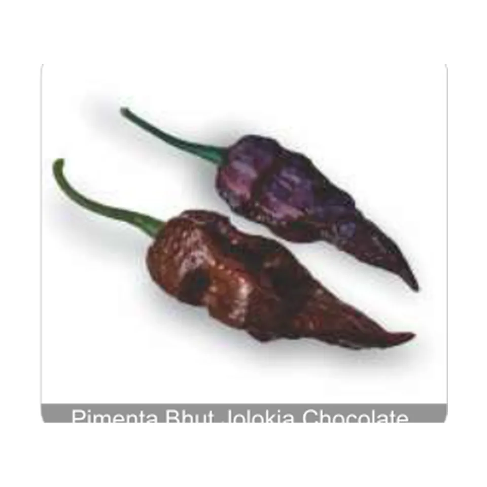 Pimenta Tiana Pimenta Bhut Jolokia Chocolate Grau de Picância - Muito Alta
