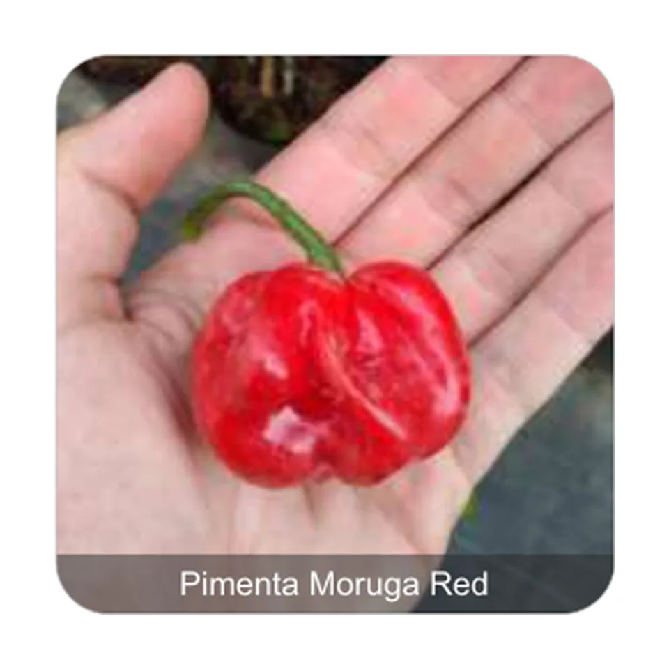 Pimenta Moruga Red Pimenta Moruga Red Grau de Picância - Muito Alta