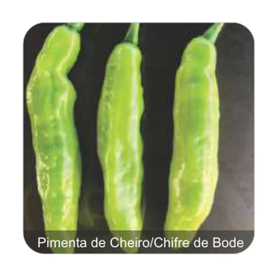 Pimenta Maiara Pimenta de Cheiro/Chifre de Bode Sem Picância