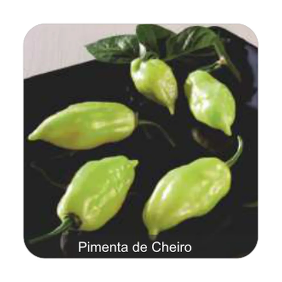 Pimenta Sasha Pimenta de Cheiro Sem Picância