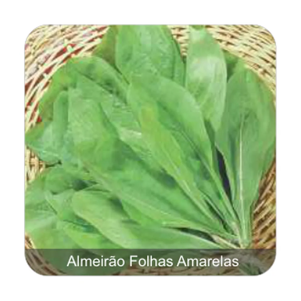 Almeirão Folhas Amarelas Almeirão Folhas Amarelas
