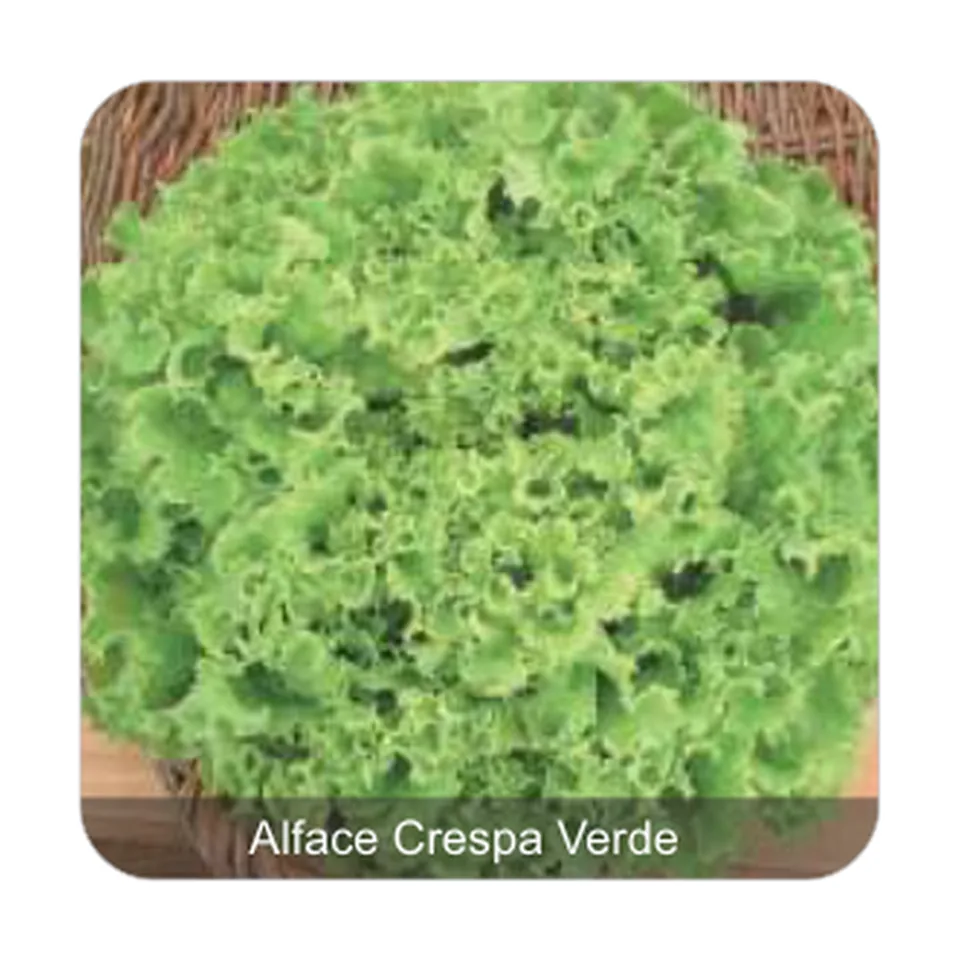 Alface Mônica Alface Crespa Verde