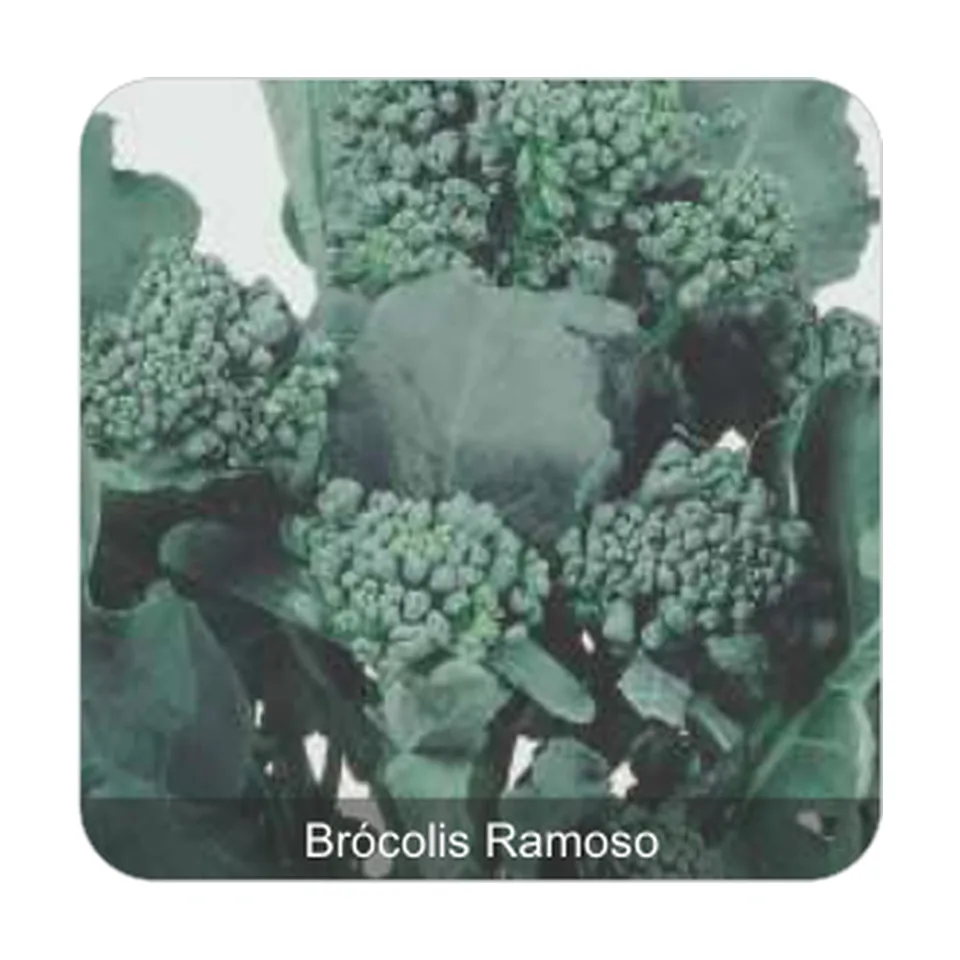 Brócolis Ramoso Santana Brócolis Ramoso