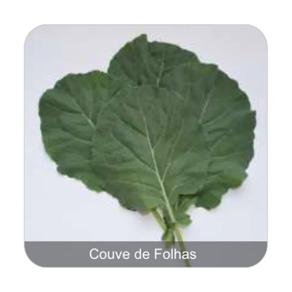Couve Manteiga Couve de Folhas