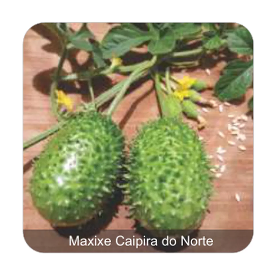 Maxixe do Norte Maxixe Caipira do Norte