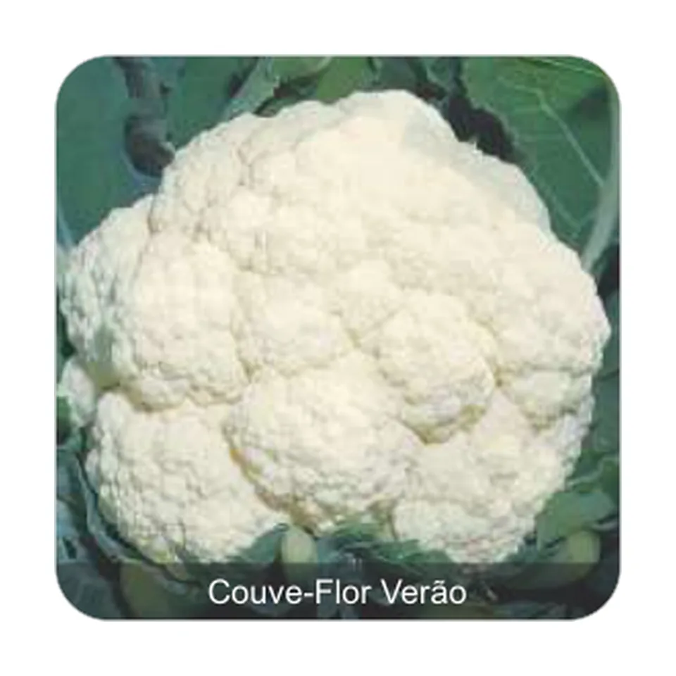 Couve-Flor Piracicaba Couve-Flor Verão