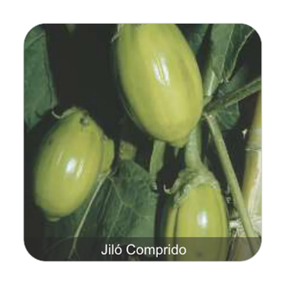Jiló Comprido Grande Rio Jiló Comprido