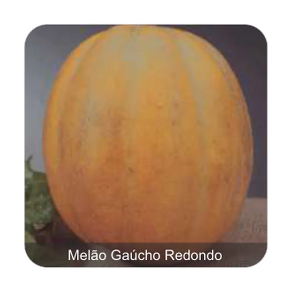 Melão Gaúcho Redondo Conesul Melão Gaúcho Redondo