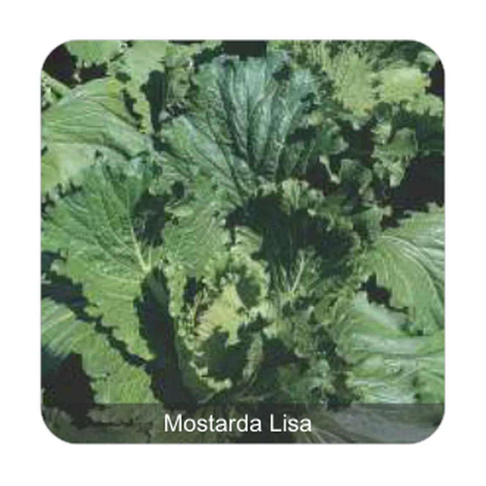 Mostarda Lisa da Flórida Mostarda Lisa