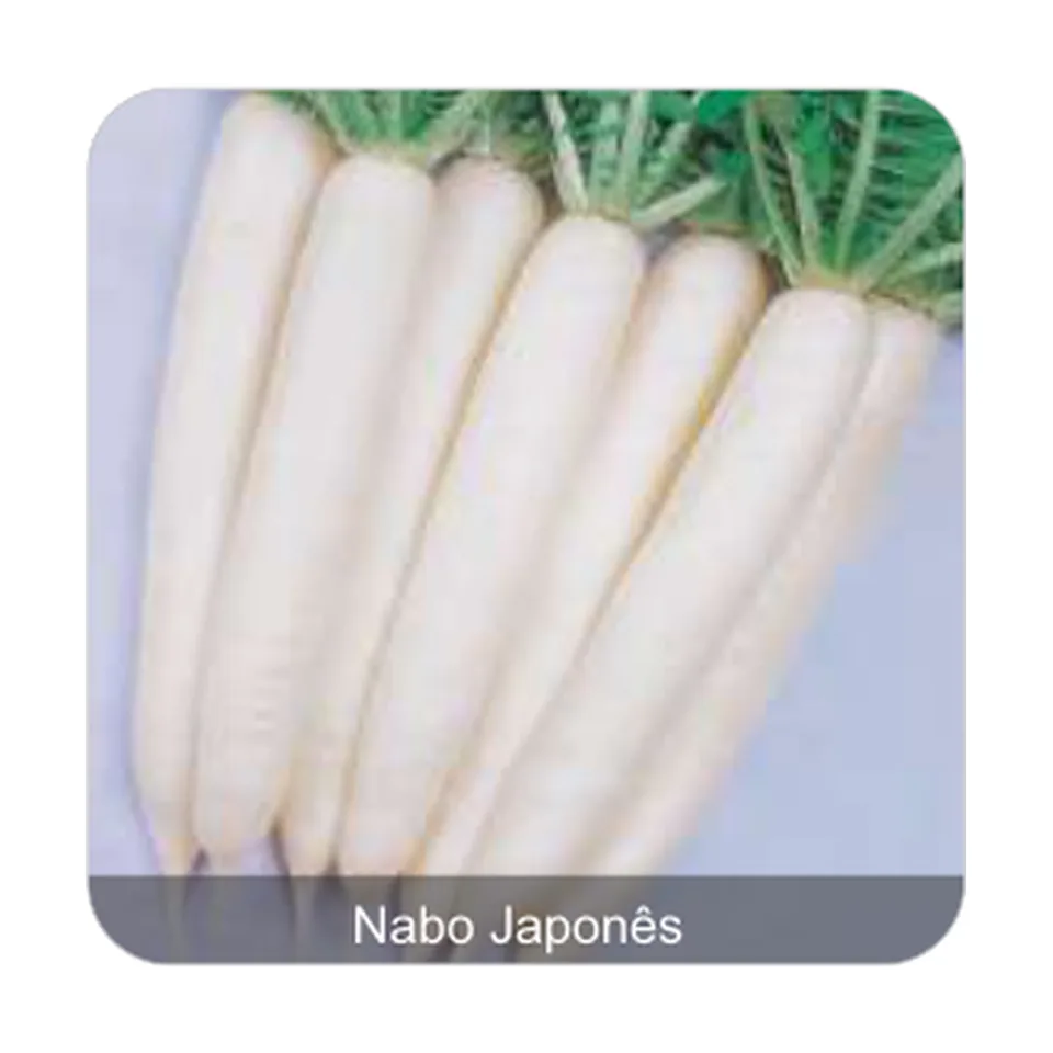 Nabo Japonês Minowase Nabo Japonês