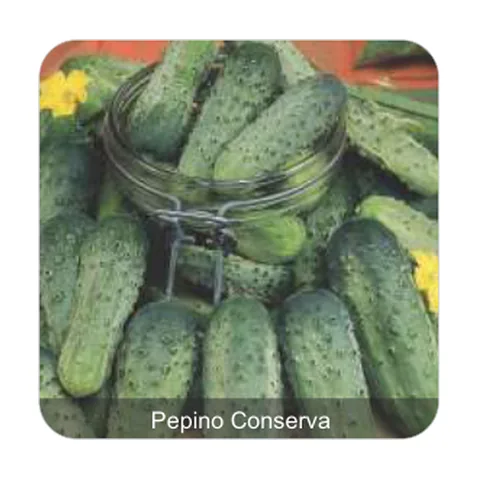 Pepino Wisconsin Pepino Conserva