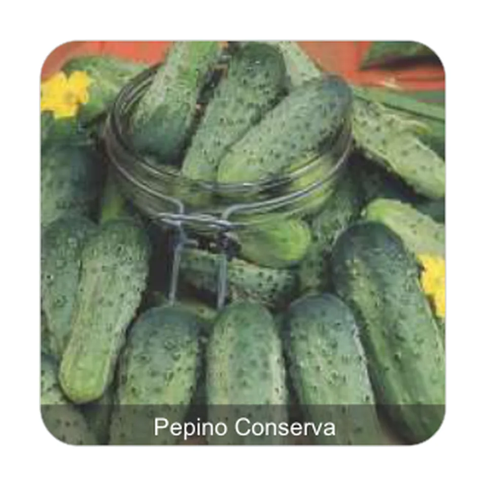 Pepino Wisconsin Pepino Conserva