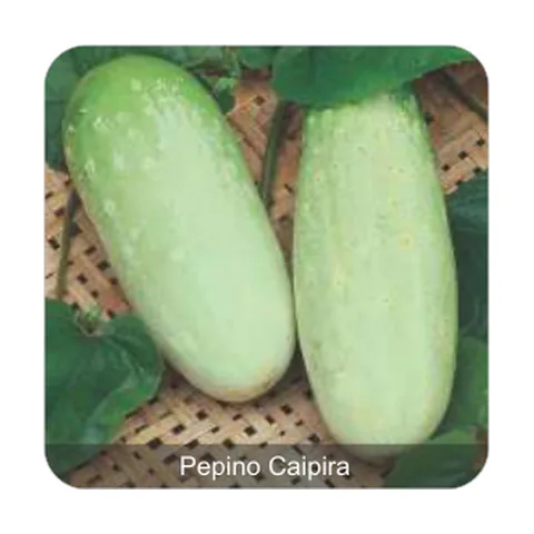 Pepino Esmeralda Caipira Pepino Caipira