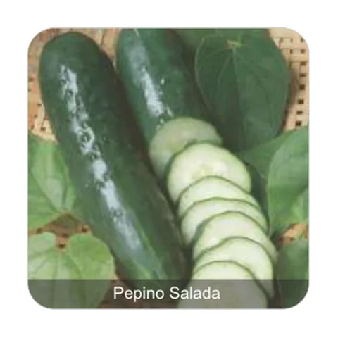 Pepino Verde Comprido Pepino Salada