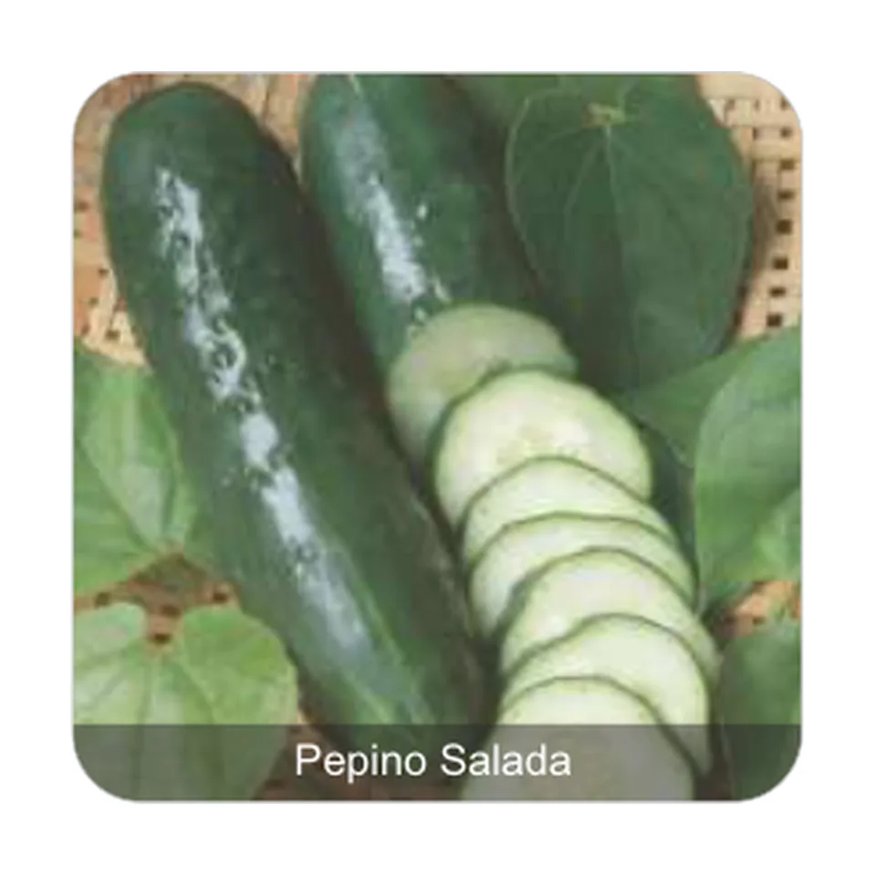 Pepino Verde Comprido Pepino Salada