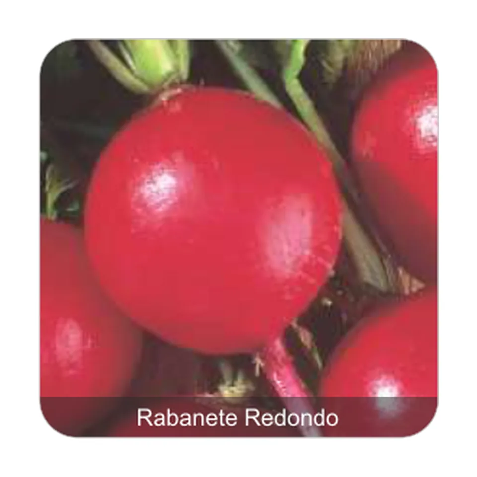 Rabanete Crimson Rabanete Redondo