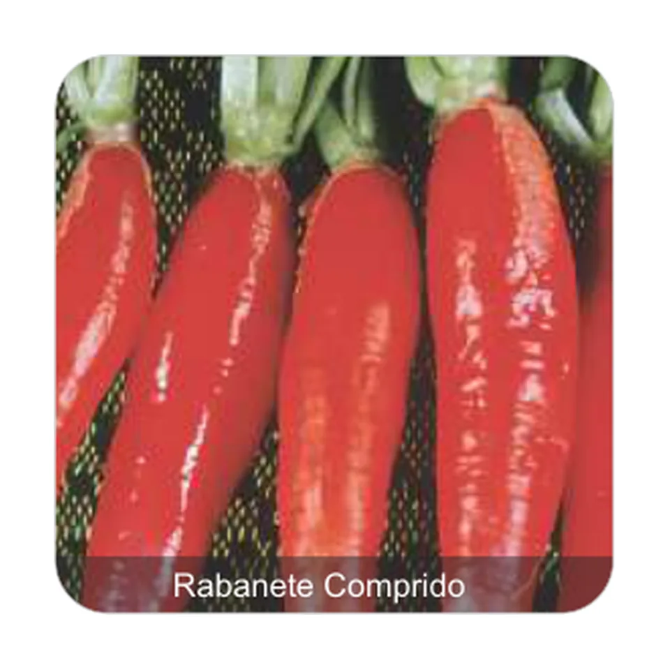 Rabanete Vermelho Rabanete Comprido