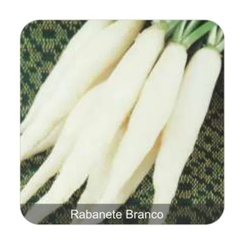 Rabanete Branco Rabanete Branco