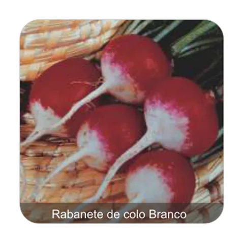 Rabanete Sparkler Rabanete de colo Branco